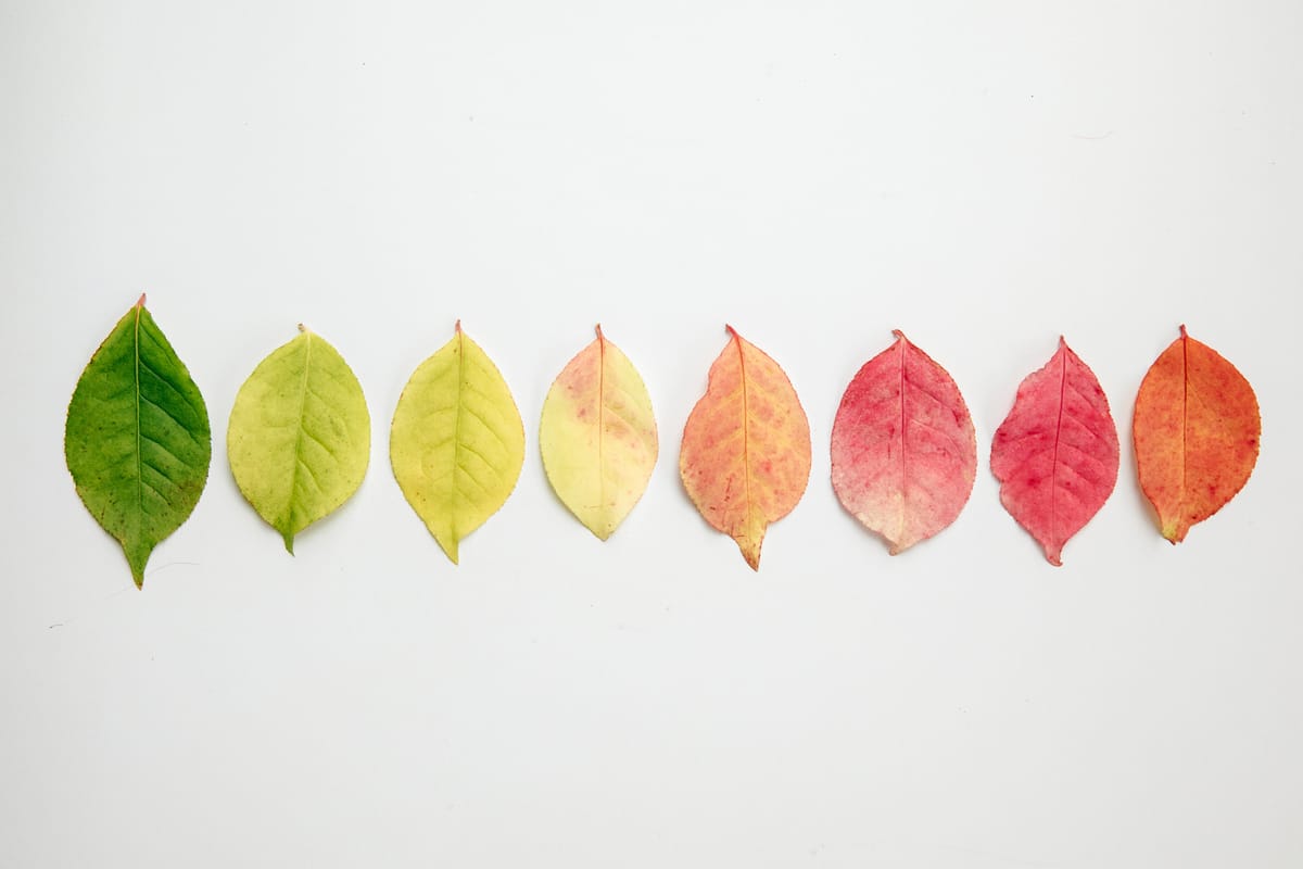A row of leaves changing from green to yellow to red, showing the change of seasons